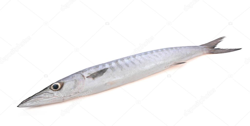 Sphyraenidae , barracuda or cuda fish isolated on white background