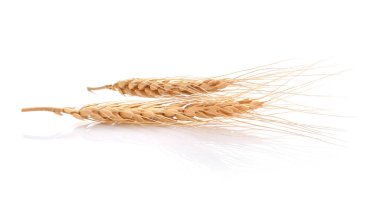 Beyaz arka planda izole edilmiş iki arpa taneciği