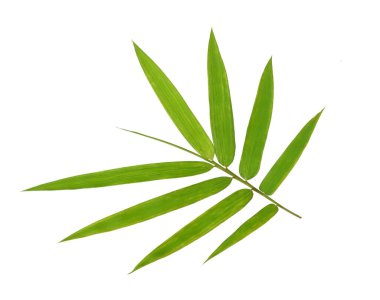  Beyaz arkaplanda izole edilmiş bambu yaprakları.