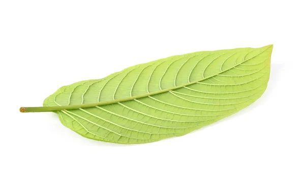  Beyaz arka planda Mitragyna speciosa Korth (Kratom) yaprağının arka tarafı izole. Üst görünüm
