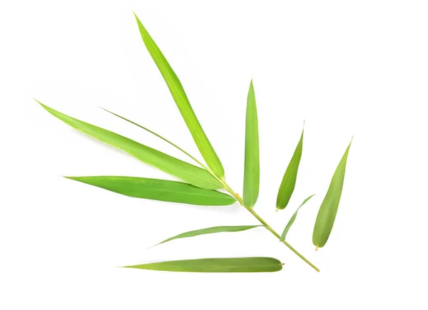 Fresh Bamboo Leaves Isolated White Background Top View — Stock Photo, Image