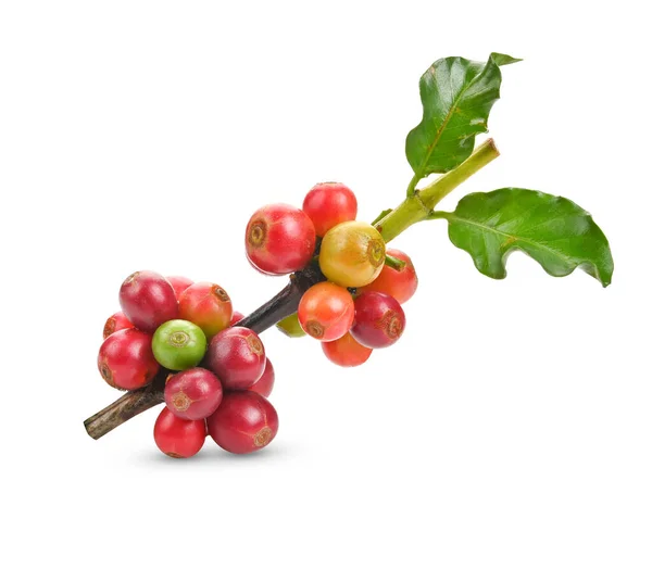 Frische Rote Kaffeebohnen Auf Einem Zweig Des Kaffeebaumes Reife Und — Stockfoto