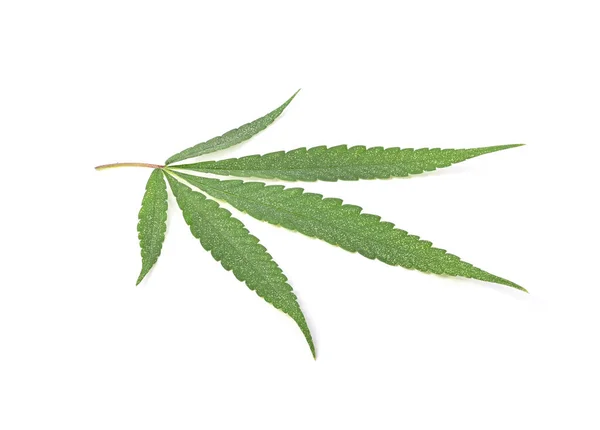 Marijuana Leaf Green Cannabis Leaf Isolated White Background — Stock Photo, Image