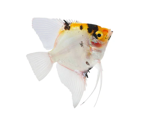 Freshwater Angelfish Pterophyllum Scalare Isolerad Vit Bakgrund — Stockfoto