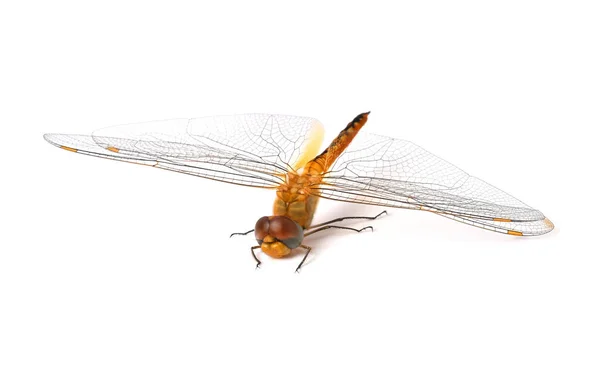 Libélula Libélula Tailandesa Clorogomphus Cordulegaster Isolado Sobre Fundo Branco — Fotografia de Stock