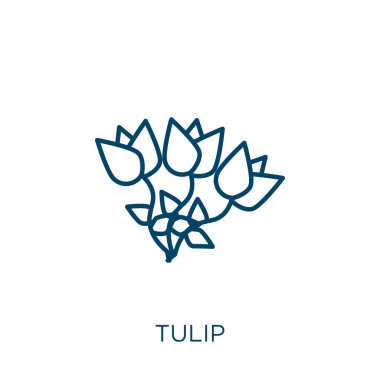 Lale ikonu. Beyaz arkaplanda ince doğrusal lale ana hatları simgesi izole edildi. Çizgi vektör lale işareti, ağ ve mobil sembolü