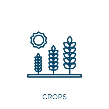 ekin ikonu. Beyaz arkaplanda izole edilmiş ince doğrusal ekinler ana hatları simgesi. Çizgi vektör ekinleri işareti, ağ ve mobil sembolü