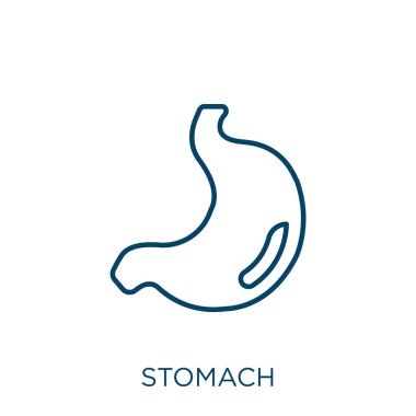 Mide ikonu. Beyaz arkaplanda izole edilmiş ince doğrusal mide taslak ikonu. Çizgi vektör mide işareti, ağ ve mobil sembolü