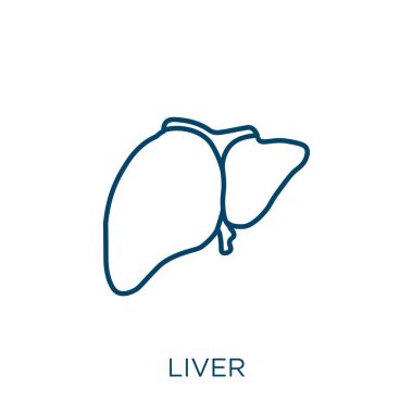 Karaciğer ikonu. Beyaz zemin üzerinde izole edilmiş ince doğrusal karaciğer ana hatları simgesi. Çizgi vektör karaciğer işareti, ağ ve mobil sembolü
