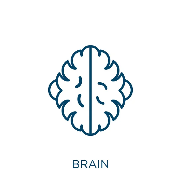 Brain Icon Thin Linear Brain Outline Icon Isolated White Background — Stock Vector