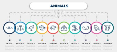 vector infographic template with icons and 10 options or steps. infographic for animals concept. included fish eye, app bug, cassowary, blowfish, puffer fish, dog house, japan koi fish, wing, cows.