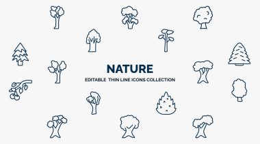 concept of nature web icons in outline style. thin line icons such as american elm tree, sycamore tree, pitch pine tree, white spruce white oak sassafras eastern redcedar butternut northern red oak