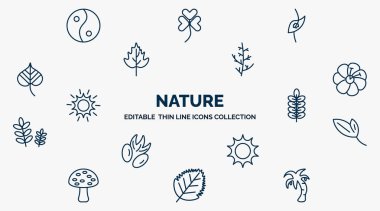 concept of nature web icons in outline style. thin line icons such as asian, perfoliate, cypress leaf, hibiscus, nut leaf, lanceolate, sol, birch leaf, coconut tree standing vector.