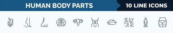 Set Human Body Parts Web Icons Outline Style Thin Line — ストックベクタ