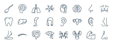 İnsan uzuvları web simgeleri ana hatlarıyla çizilmiş. Sperm, nöron, kenar görüş, insan karaciğeri, kulak memesinin yan görünüşü, ayak parmağı, kalın bağırsak, iki böbrek vektörü gibi ince çizgi simgeleri.