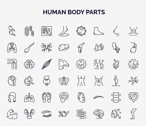 Set Human Body Parts Web Icons Outline Style Thin Line Grafika Wektorowa