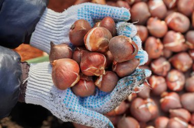 Seçilmiş Hollanda lalelerinin soğanları, sonbaharda toprağa ekilmeye hazır. Verilen bir türün en iyi çiçek çeşidi
