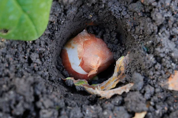 秋に土壌に植えるために準備された選択されたオランダのチューリップの球根 特定の種の最高の品種の花 ストック写真