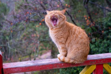 Kırmızı tüylü tekir kedi esniyor ve lense bakıyor, ağzı açık.