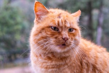 Kırmızı tüylü bir tekir kedinin portresi. Yaklaş.