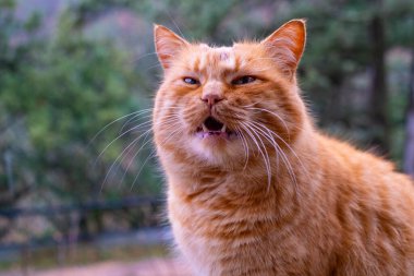Kırmızı tüylü tekir kedi esniyor ve lense bakıyor, ağzı açık.