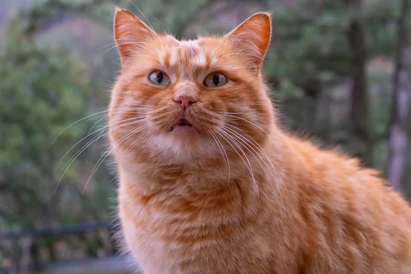 Kırmızı tüylü bir tekir kedinin portresi. Yaklaş.
