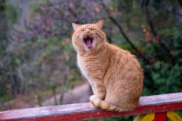 Kırmızı tüylü tekir kedi esniyor ve lense bakıyor, ağzı açık.