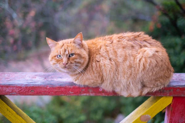 Ginger fluffy tabby cat lies on a brightly painted railing — Stock Photo, Image