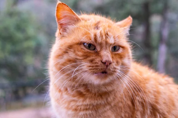 Kırmızı tüylü bir tekir kedinin portresi. Yaklaş.