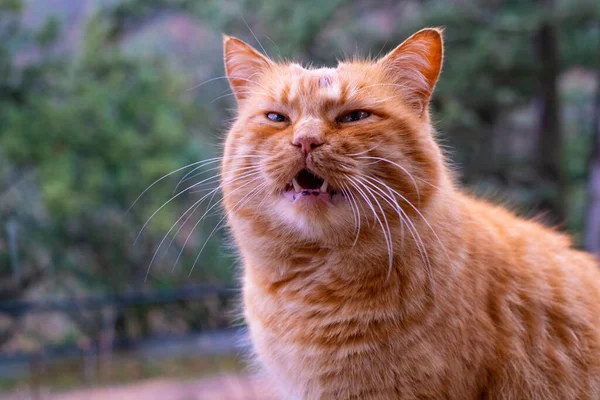 Kırmızı tüylü tekir kedi esniyor ve lense bakıyor, ağzı açık.