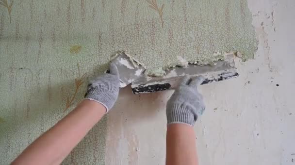 Skrobanie starych tapet ze ściany szpatułkami i improwizowanymi środkami, samodzielna naprawa mieszkania — Wideo stockowe