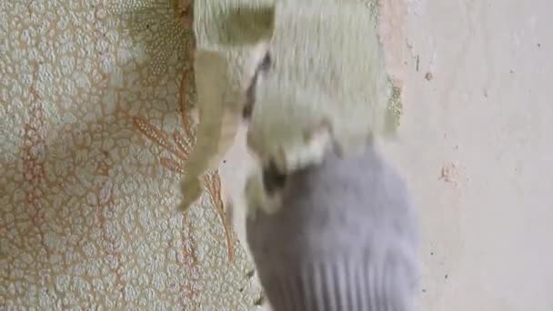 Schrapen van oud behang van de muur met spatels en geïmproviseerde middelen, het repareren van een appartement op uw eigen — Stockvideo
