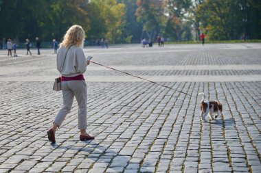 Hafif gündelik giysiler içindeki genç sarışın kadın Cavalier King Charles Spaniel köpeğiyle yürür. Küçük bir şehir olan Kronstadt 'ın tarihi merkezinde. Güneşli bir günde kaldırım taşları boyunca.