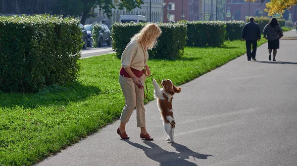 Młoda blondynka w lekkich ubraniach spaceruje z psem Cavalier King Charles Spaniel w historycznym centrum małego miasteczka Kronstadt w słoneczny piękny dzień wzdłuż bruku — Zdjęcie stockowe