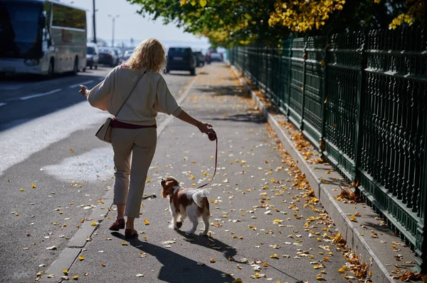 Νεαρή ξανθιά γυναίκα με ελαφρά casual ρούχα περπατά με ένα σκύλο Cavalier King Charles Spaniel στο ιστορικό κέντρο της μικρής πόλης του Kronstadt σε μια ηλιόλουστη ωραία μέρα κατά μήκος των πλακόστρωτων λίθων — Φωτογραφία Αρχείου