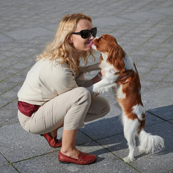 Молодая блондинка в легкой повседневной одежде гуляет с собакой-кавалером королем Чарльзом Спаниэлем в историческом центре Кронштадта в солнечный прекрасный день вдоль булыжника Стоковое Фото
