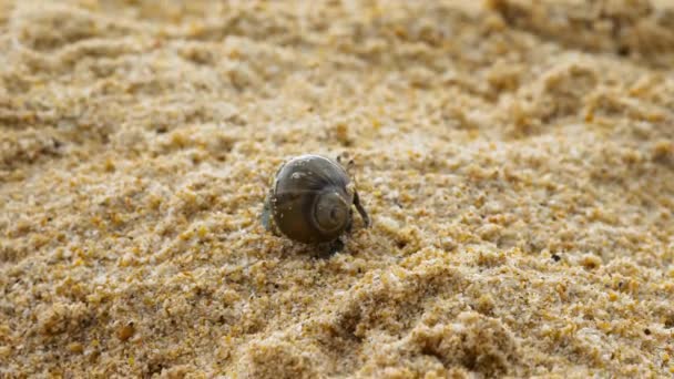 Краб-отшельник на песчаном пляже — стоковое видео