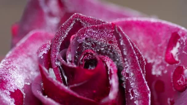 Tmavě červená růže s mrazem — Stock video