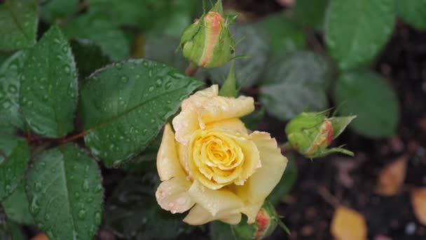Gele roos na regen — Stockvideo