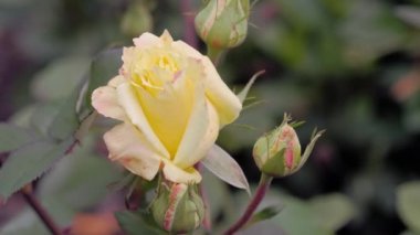 Sarı gül tomurcuğu, bahçe