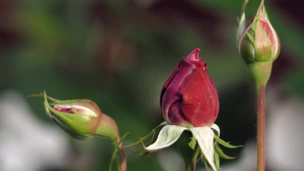 Rozenknoppen Decoratieve Rode Roos Van Dichtbij Rode Rozen Plant Natuur — Stockvideo