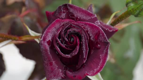 Rosa vermelha escura com geada — Vídeo de Stock