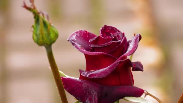 Dark Red Rose with frost — Stock Video