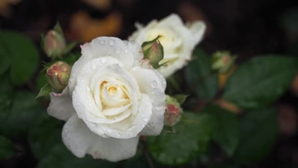 Rosa blanca, jardín — Vídeos de Stock