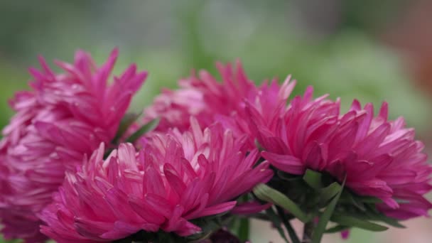 Букет рожевих айстр в саду — стокове відео