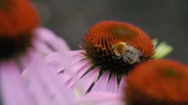 Bumblebee çiçek, doğa, yaz