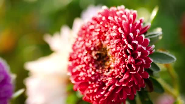 Donmuş kırmızı Aster çiçeği — Stok video