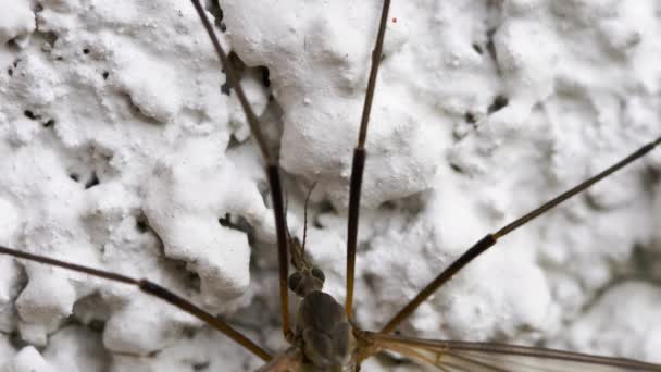Крановая муха или ястребы-комары закрываются. — стоковое видео