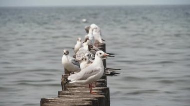 Kıyıdaki martılar