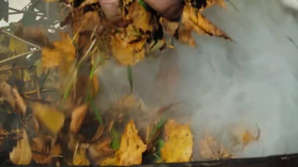 Foglie brucianti autunno — Video Stock